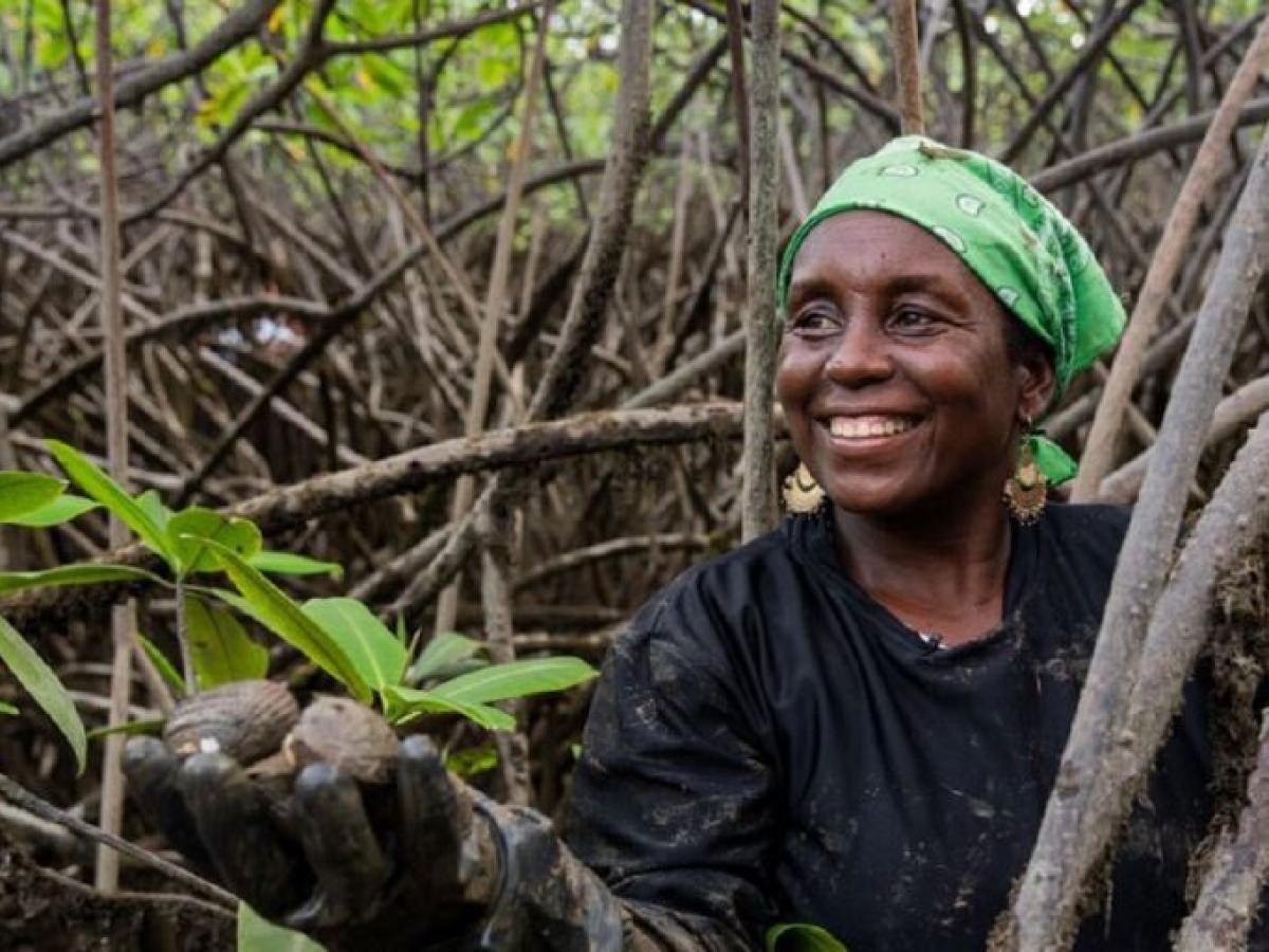 Las piangueras del Chocó, protectoras de los manglares 