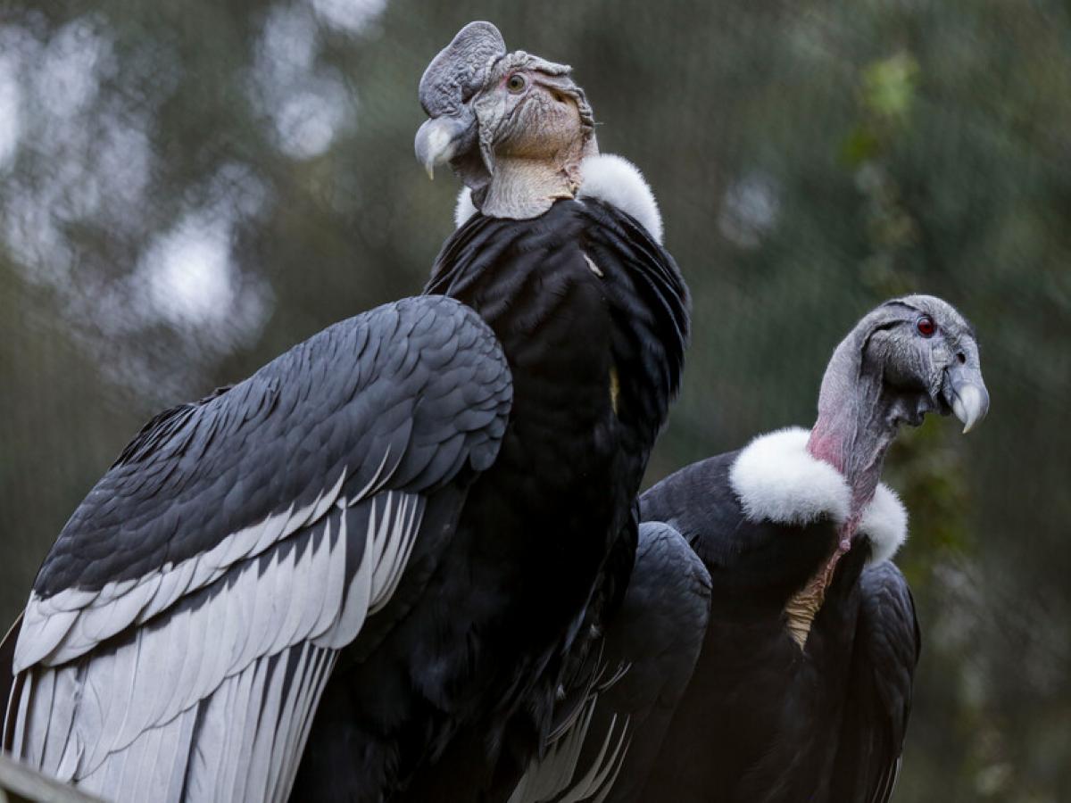 Preservación del Cóndor Andino en Colombia 2023