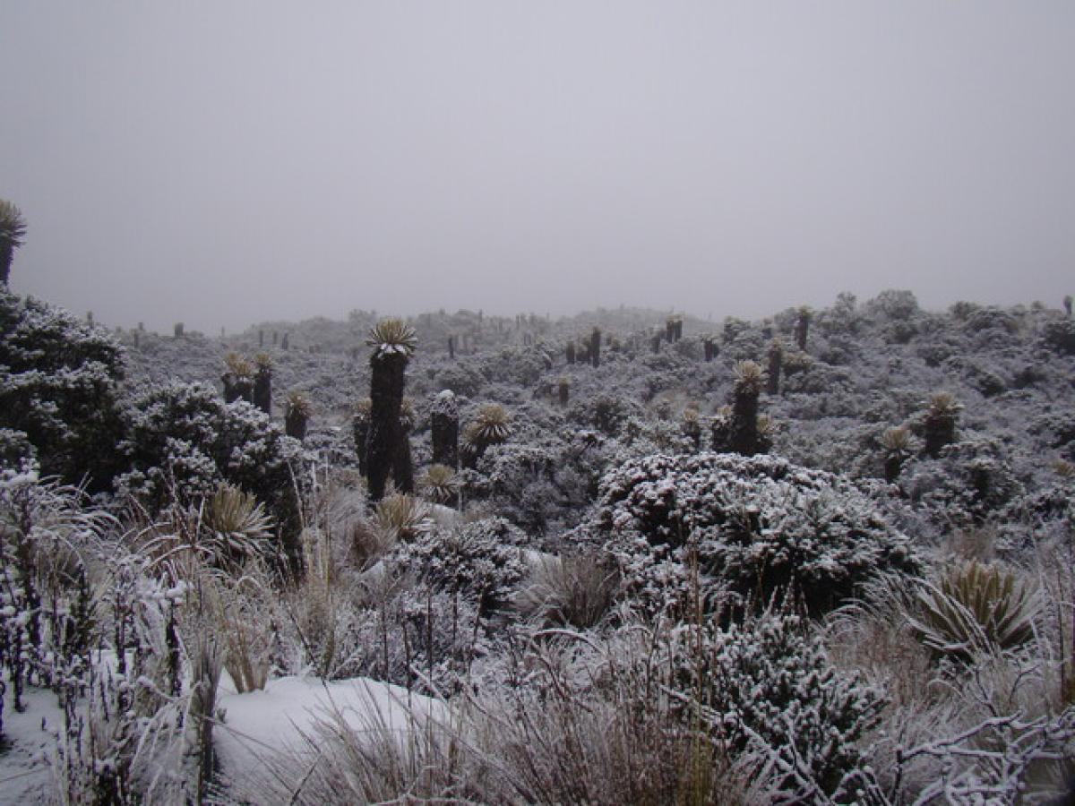 Parque Nacional Los Nevados