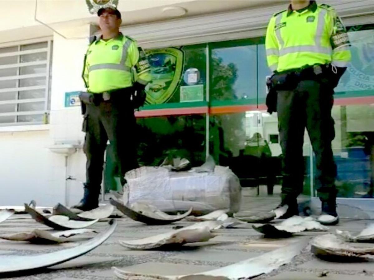 Incautan 450 aletas de tiburón en Barranquilla