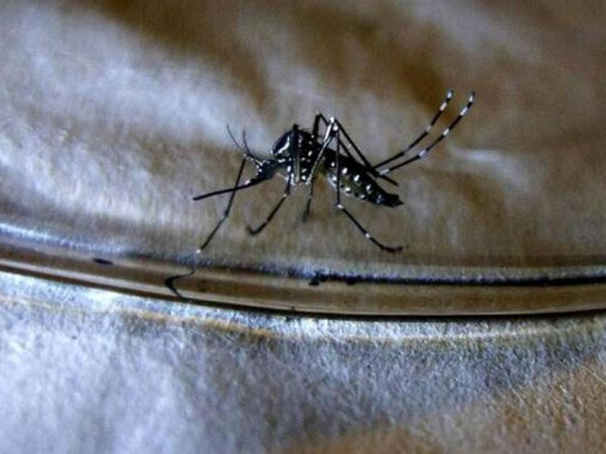 Dengue tiene en alerta a Colombia