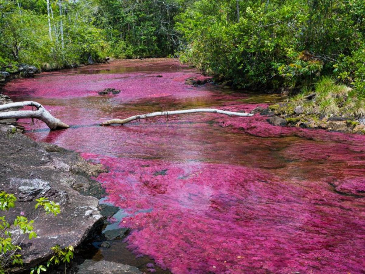 COP16: Caño Cristales maravilla a sus visitantes