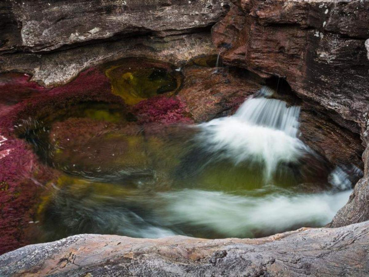 Caño Cristales: Negada demanda para exploración por Tribunal 
