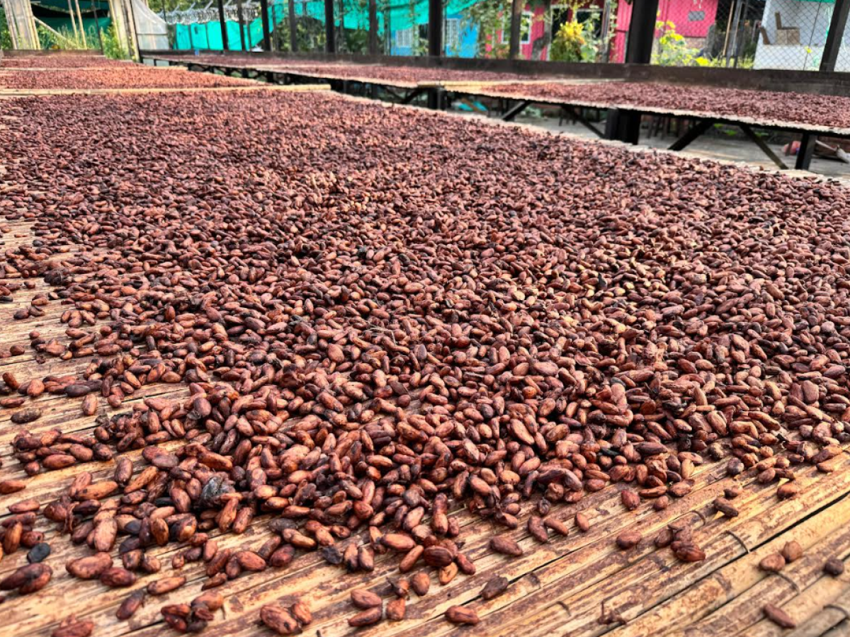 Arauca: El cacao, un producto para la prosperidad