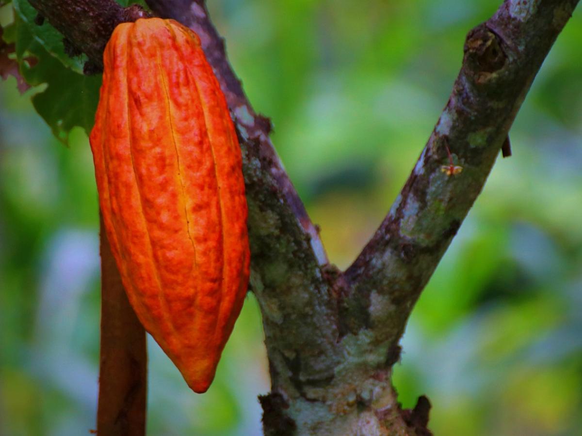 Cacao en Colombia: historia, crecimiento y actualidad