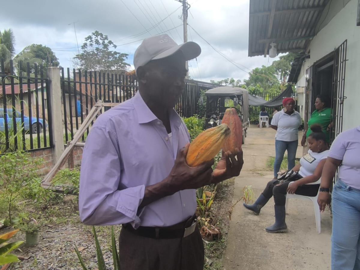 Cacao por la vida comunidades cambian cultivos de uso ilícito por esperanza en el Pacífico