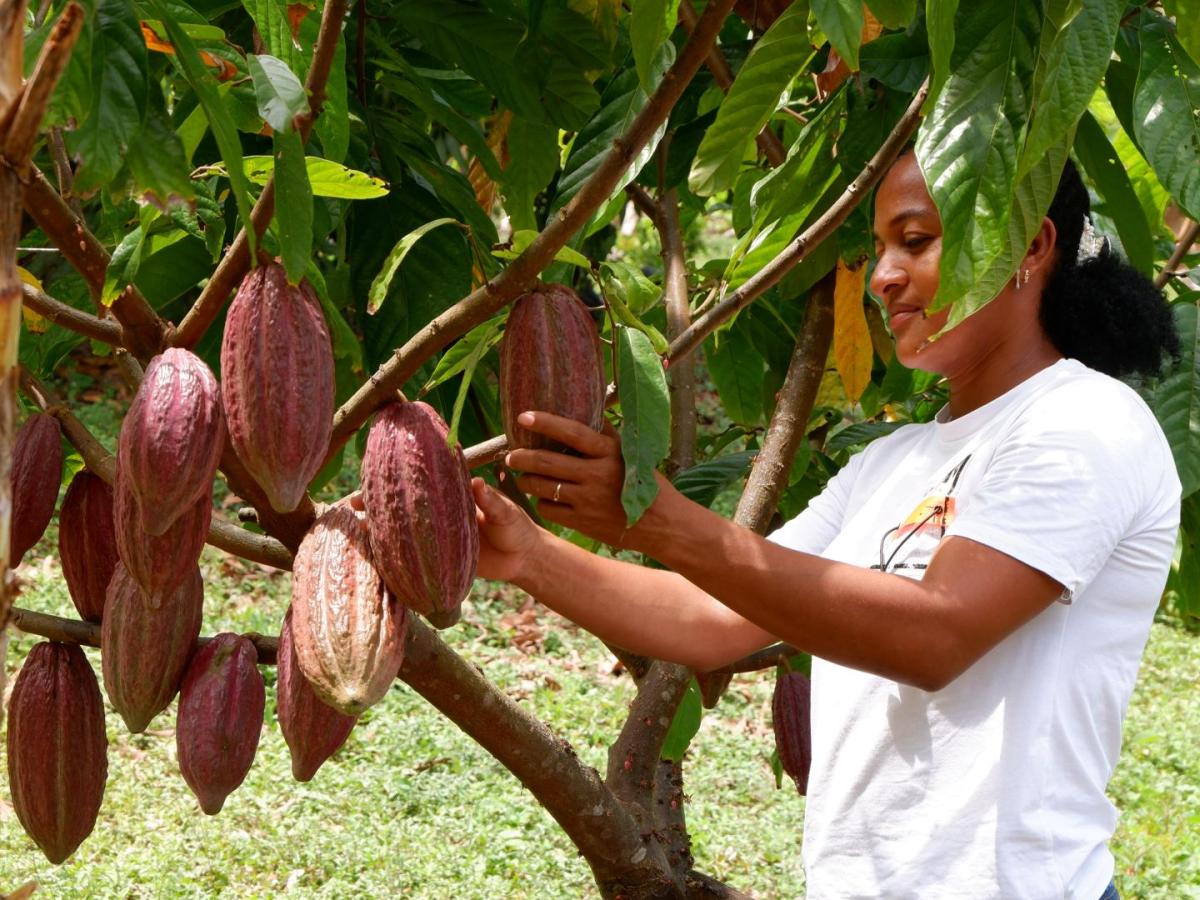 'Cacao Conecta', el proyecto que durante 3 años ayudó a 260 mujeres y jóvenes