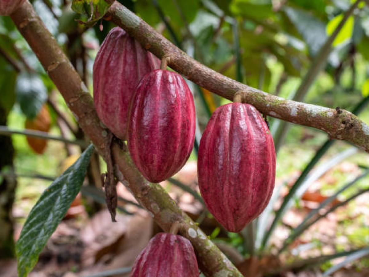Campesinos de La Cecilia, Teorama, sustituyen cultivos ilícitos por cacao y construyen paz en el Catatumbo
