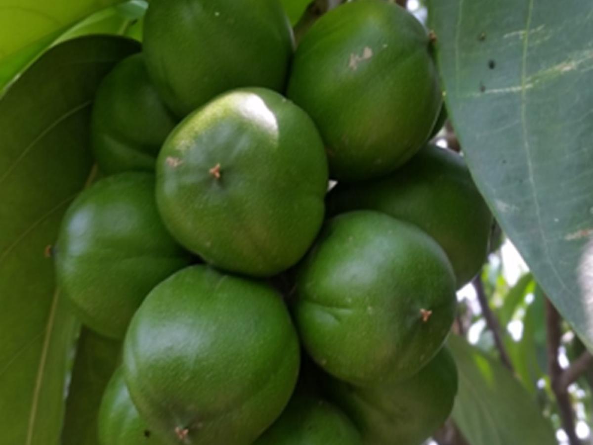 El cacay del Meta: árbol endémico que revoluciona la economía