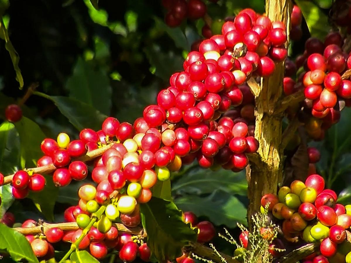 Café colombiano lideró exportaciones en 2025, superando al carbón