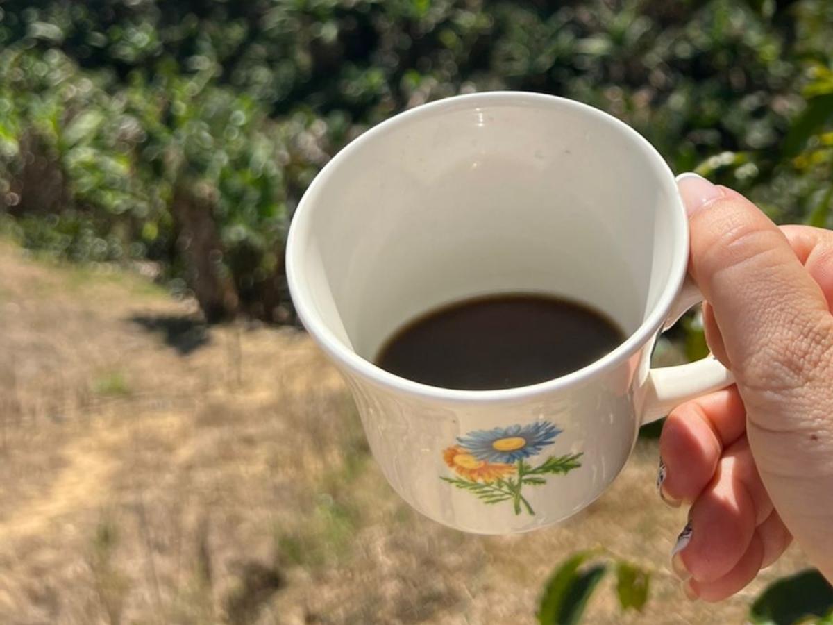 Santa Marta:  Concurso de Calidad de Cafés Especiales en 2025 Santa Marta:  Concurso de Calidad de Cafés Especiales en 2025