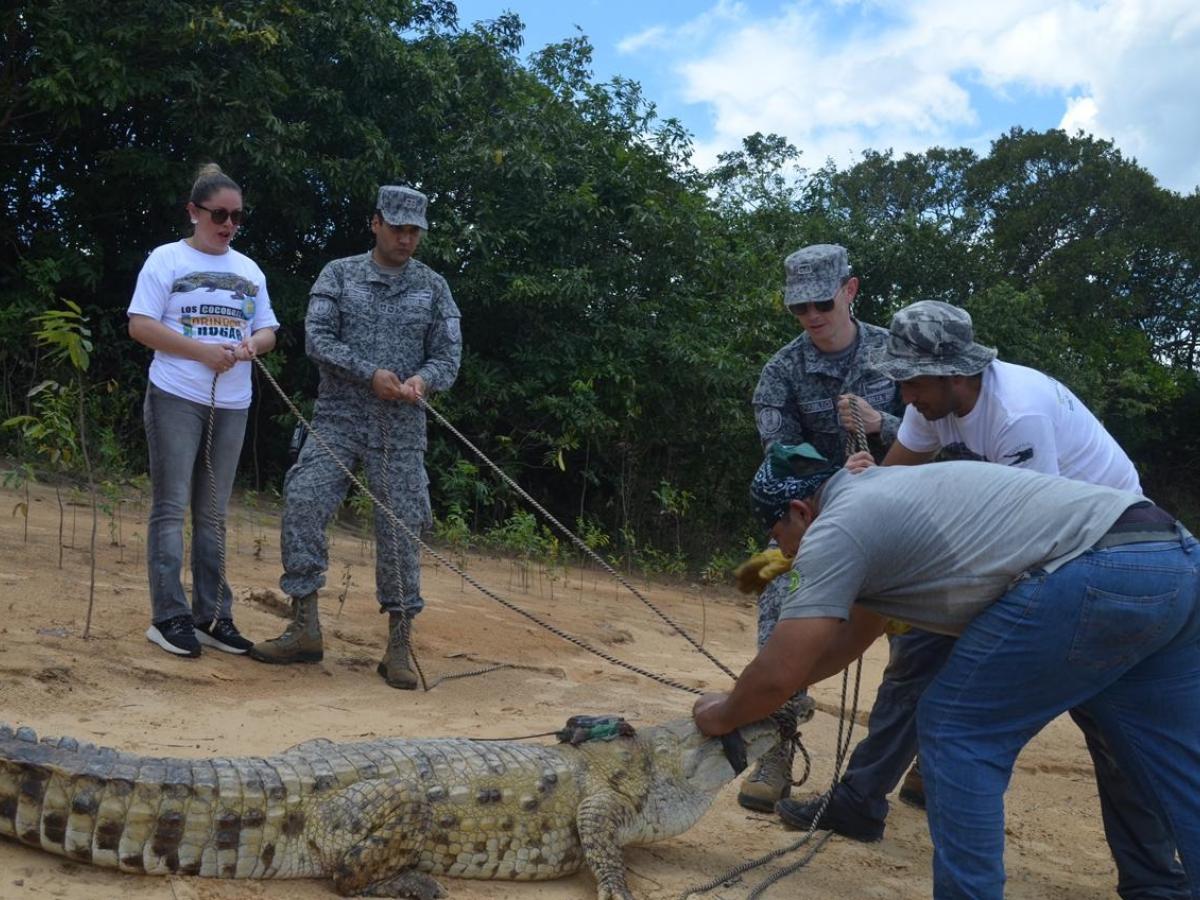 caimanes llaneros liberados en el parque Nacional El Tuparro
