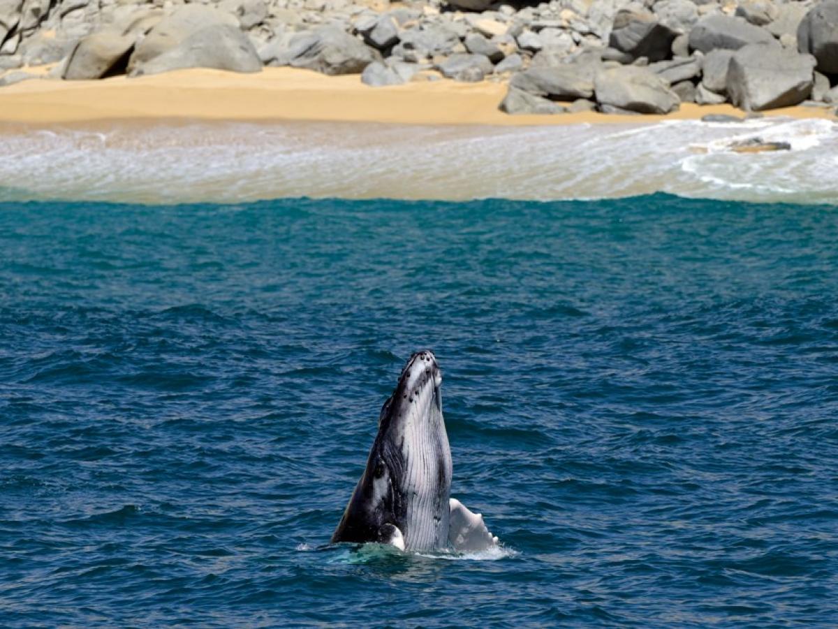 ¿Por qué cantan las ballenas? 