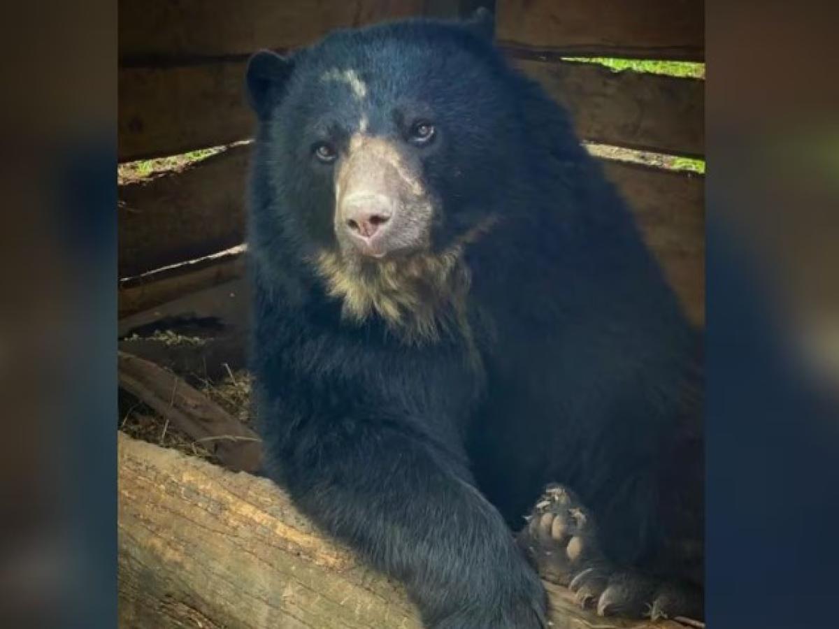 Oso de anteojos, Tamá, retornará a la vida silvestre 