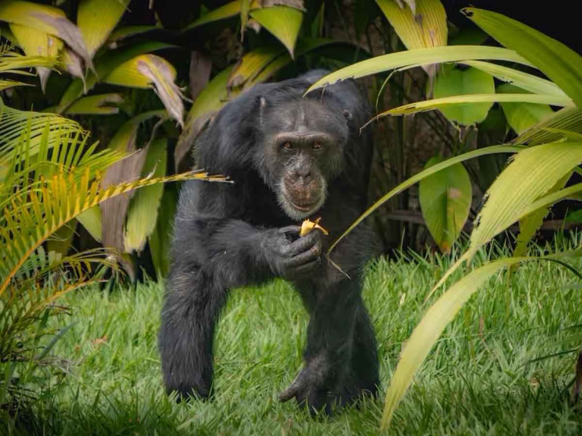 Yoko, el último chimpancé en cautiverio en Colombia, trasladado a Brasil