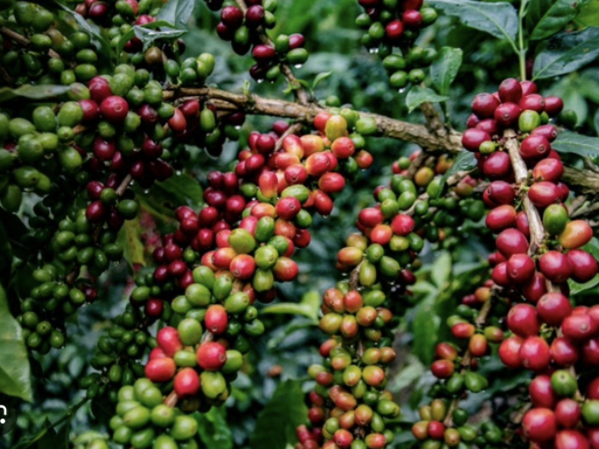 Gran Foro Cafetero del Sur del Huila: Gobierno y líderes cafeteros trazan hoja de ruta