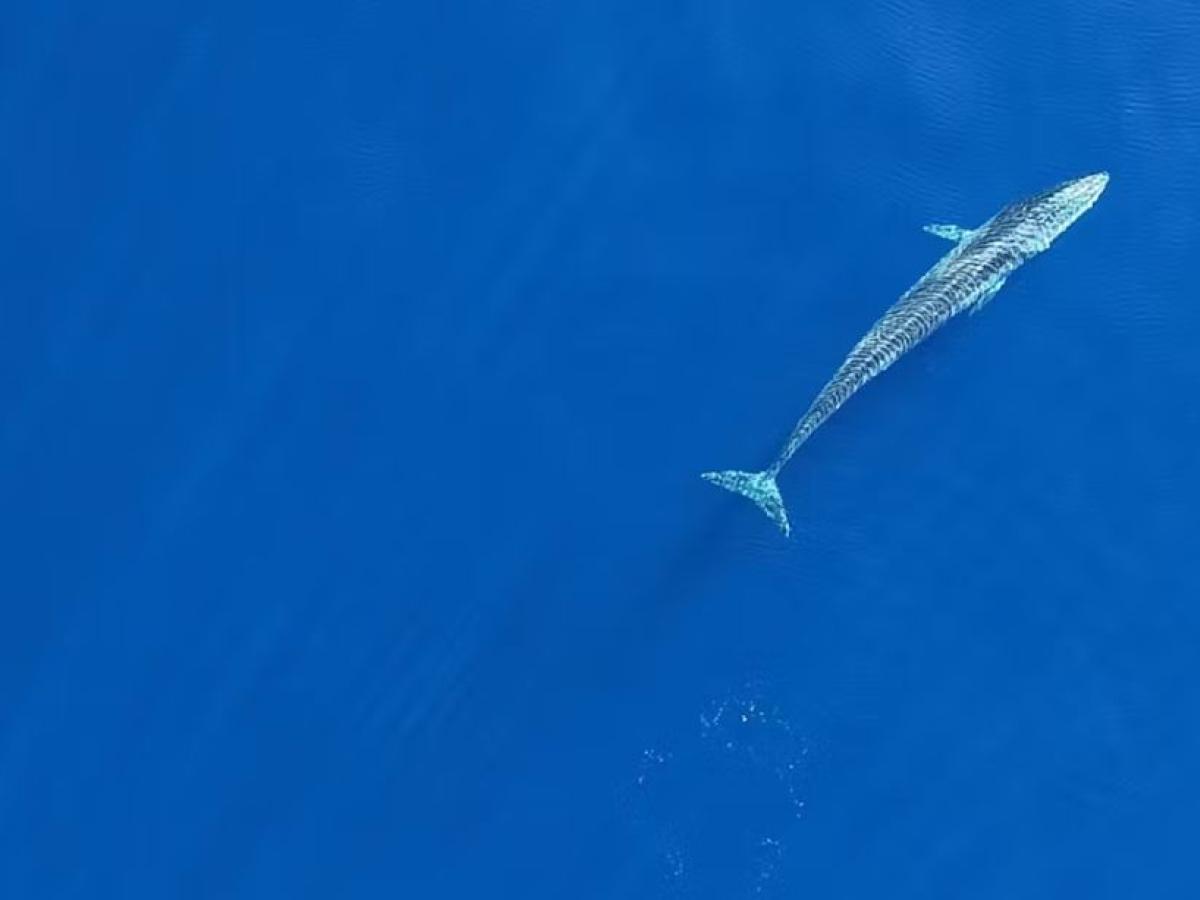 Conservación entre fronteras: reservas marinas móviles para proteger especies migratorias