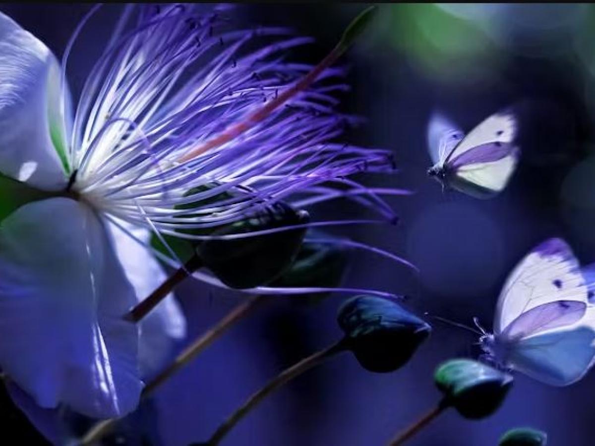 ¿Los animales ven los mismos colores que las personas?