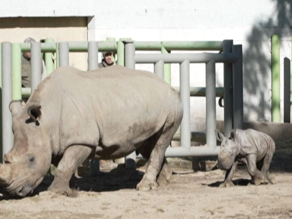 Rinoceronte blanco cuántos quedan
