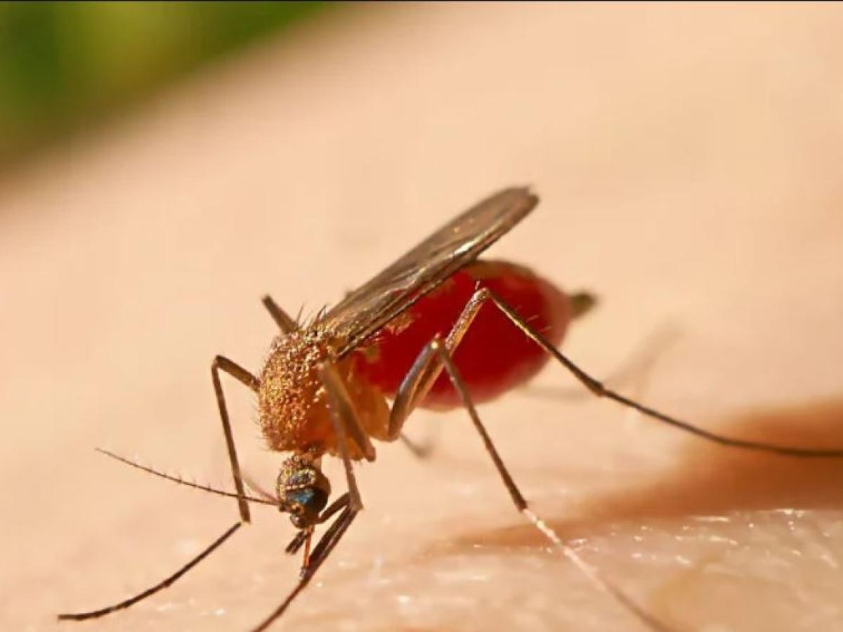 Alerta roja en Huila por fiebre amarilla 