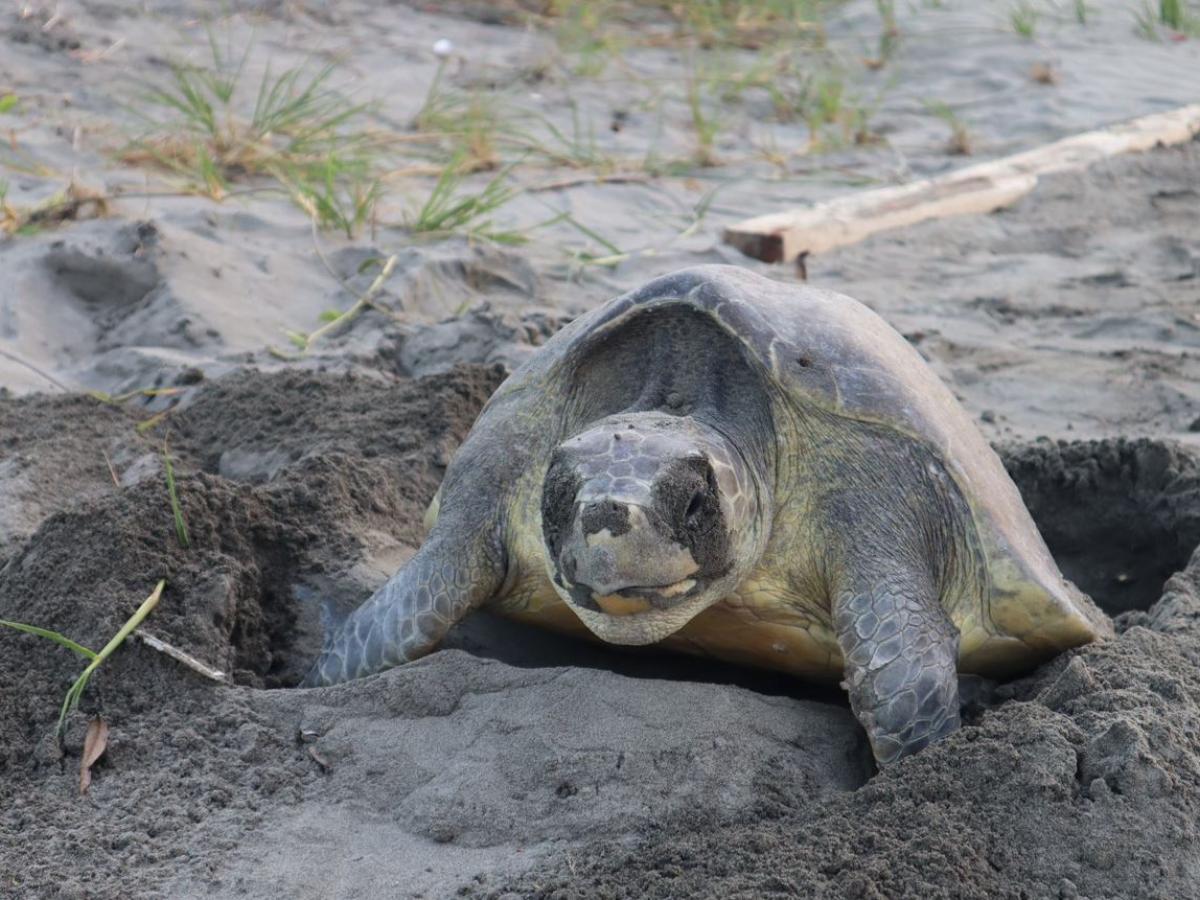 Tumaco, Nariño: nacimiento de tortugas