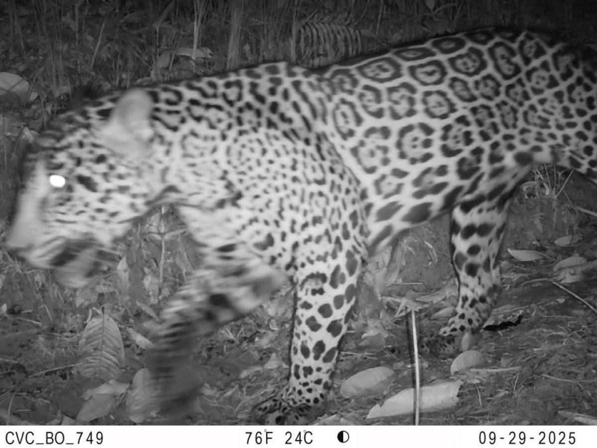 Cinco especies de felinos silvestres fueron registradas en Buenaventura por cámaras trampa de la Red OTUS