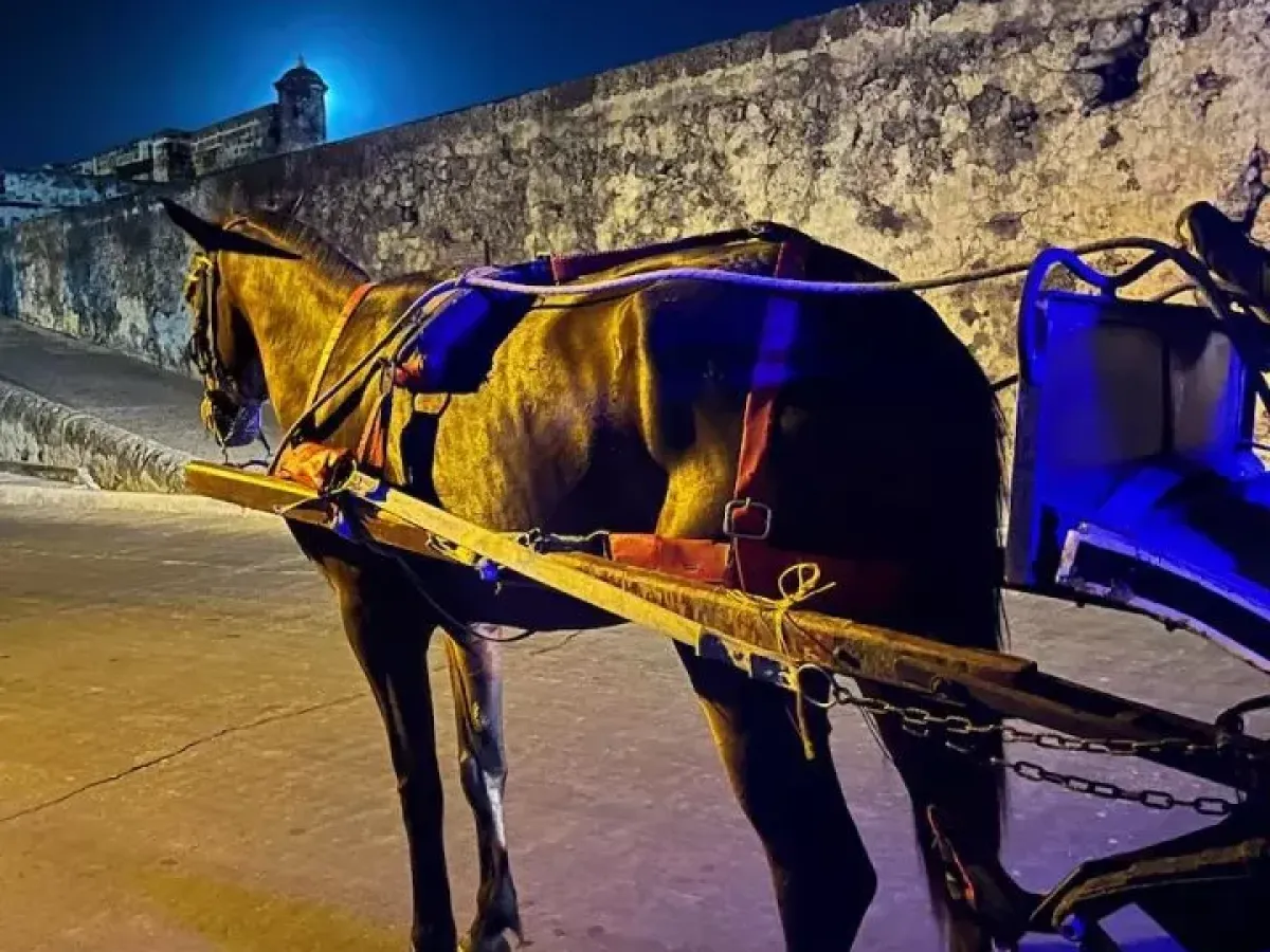 Cartagena prohíbe los coches de caballos e incorpora vehículos eléctricos 