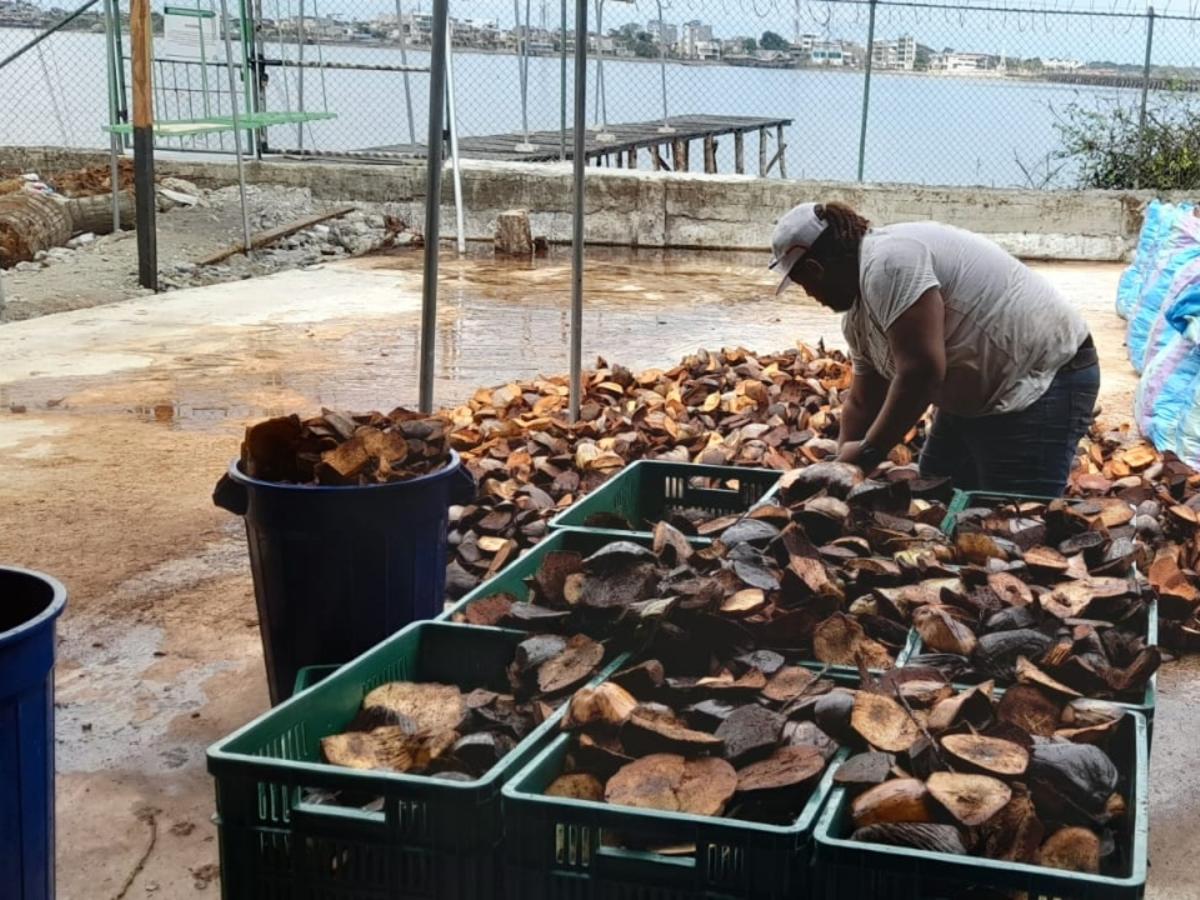 Pacífico Nariño - Cerca de 500 familias productoras de coco limpian los ríos
