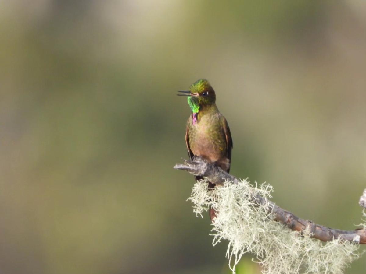 Colibrí ventridorado, avistado en Huila: características 