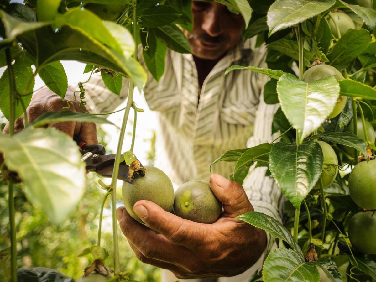 Gobierno Nacional reduce en un tercio el déficit comercial de Colombia con productos agrícolas