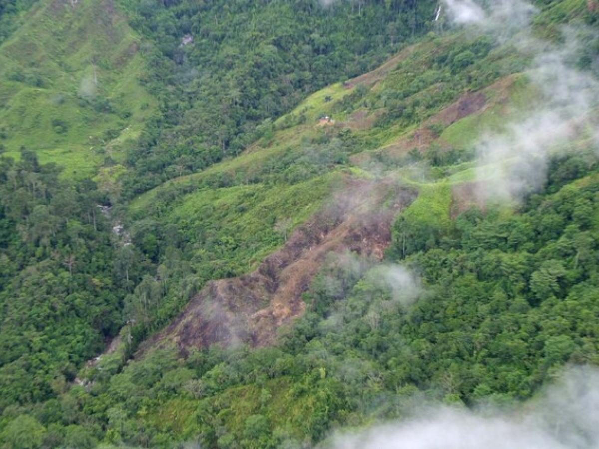 Más de 90 mil hectáreas fueron deforestadas en la Orinoquía: Policía