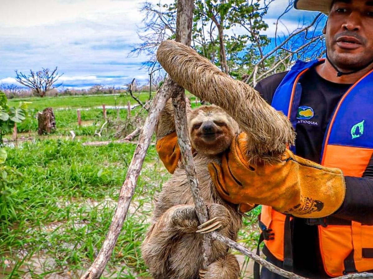 La Mojana: fauna silvestre lucha contra las inundaciones