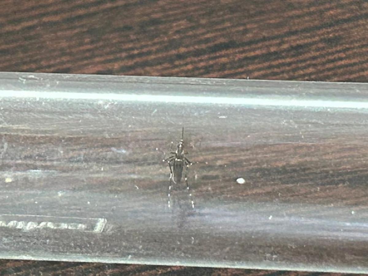 Panorama nacional casos dengue 2024 