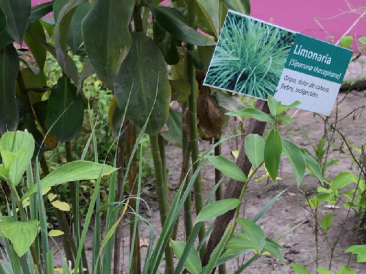 Guía Etnobotánica de Caldas: plantas medicinales