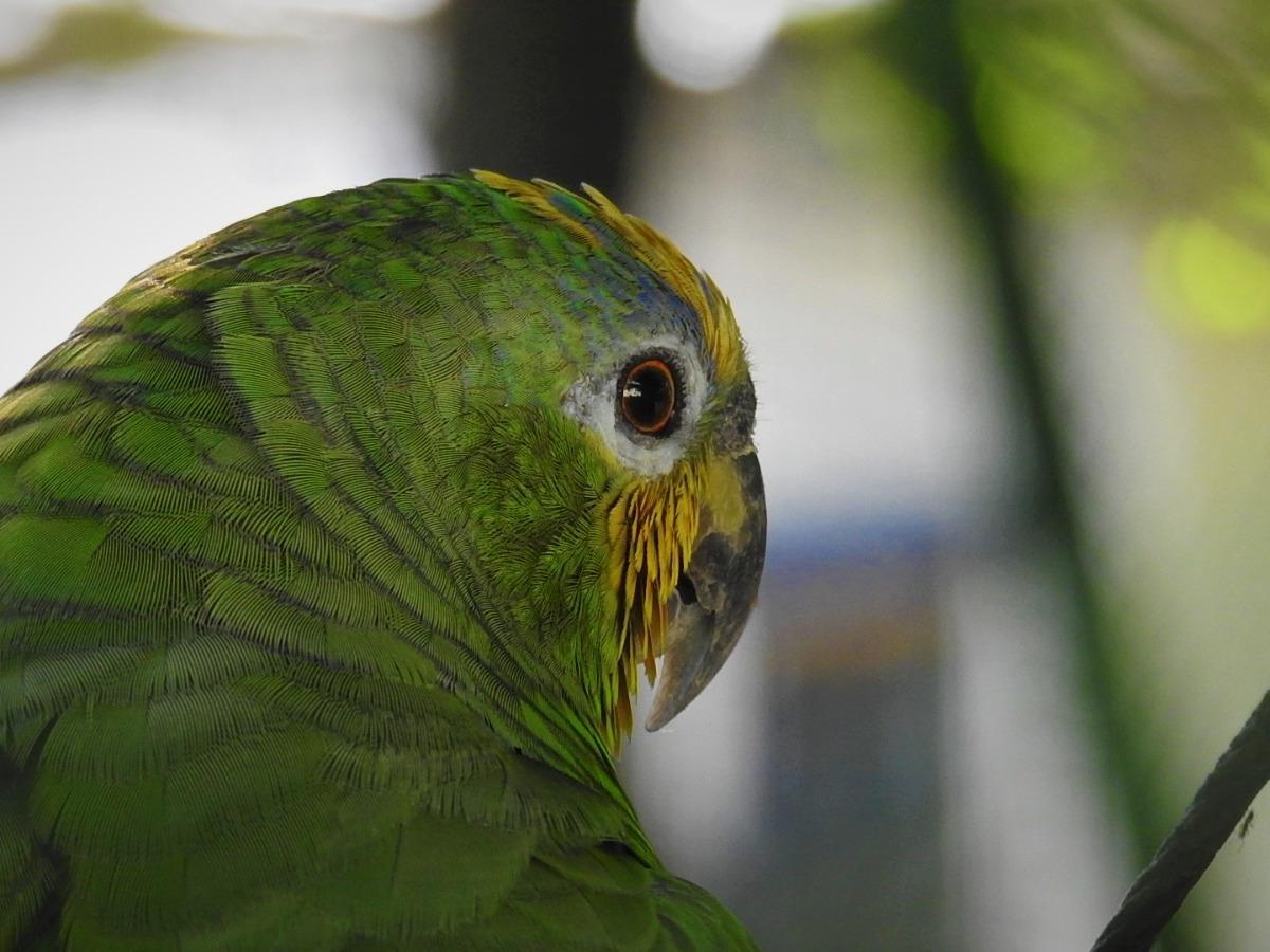 Tráfico ilegal de fauna y flora: Plan Operativo Huila para prevenirlo