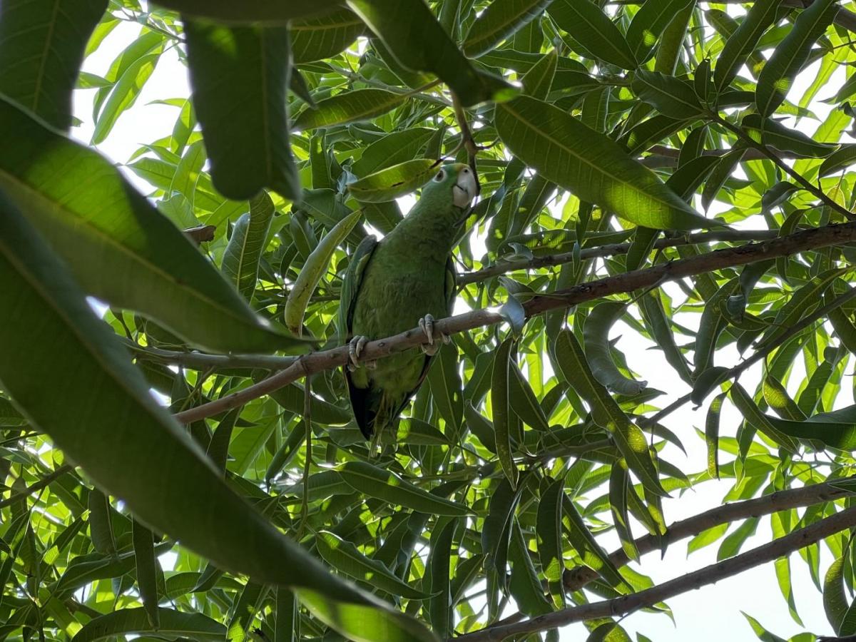 Los loros que viven en una universidad de Valledupar
