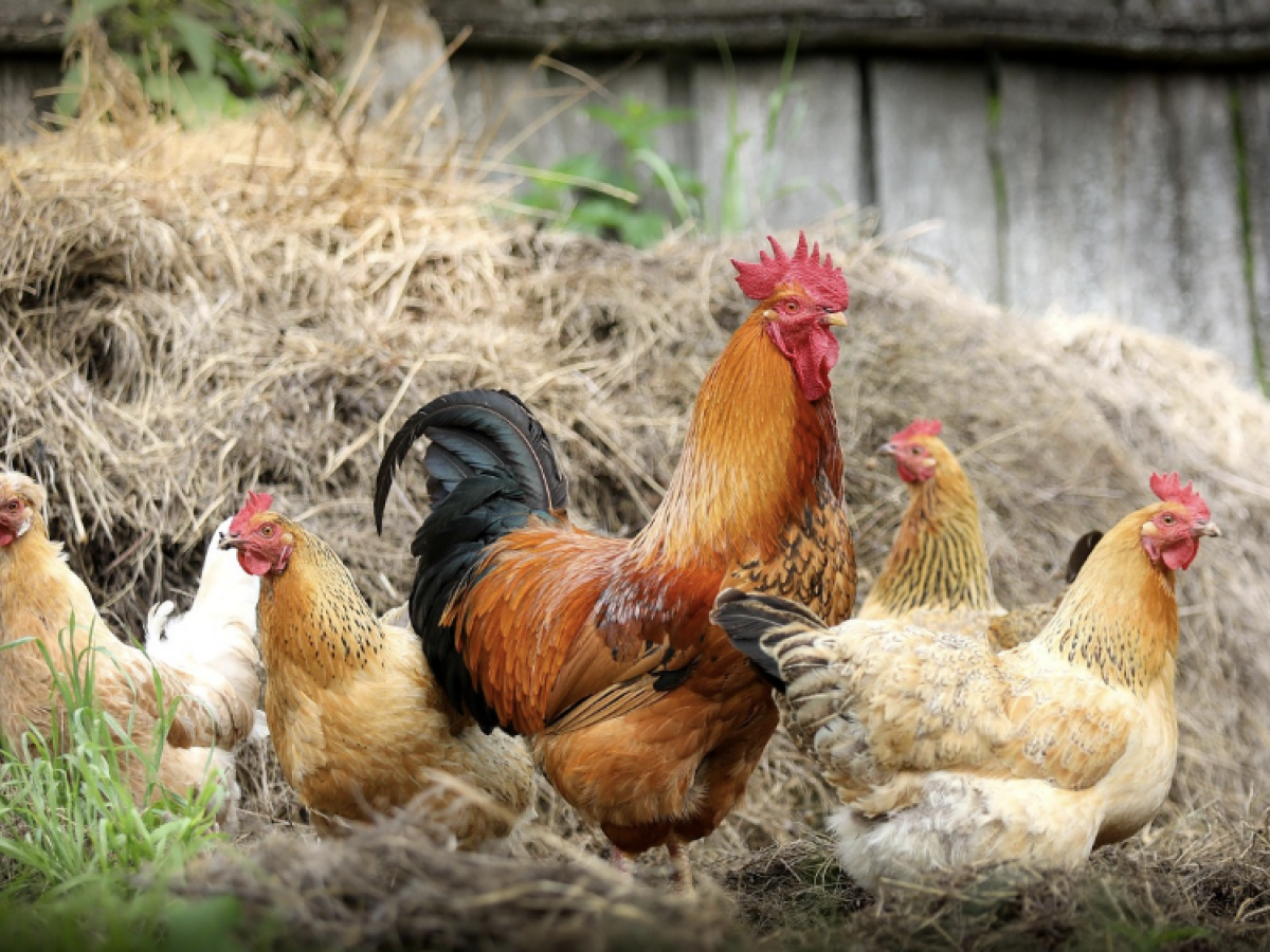 Crecimiento sector avícola 2025: informe de Fenavi