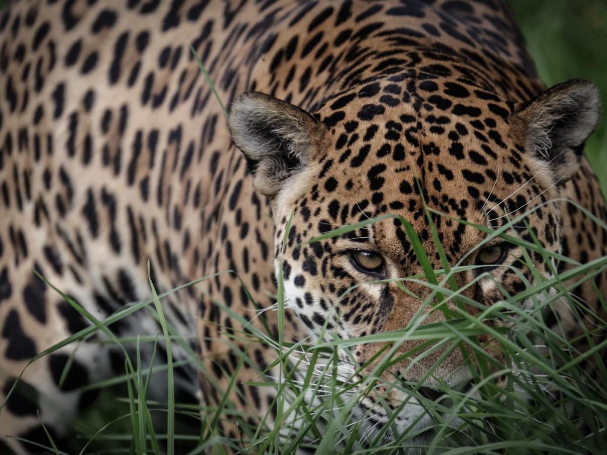 Día Internacional del Jaguar el felino más grande del continente  
