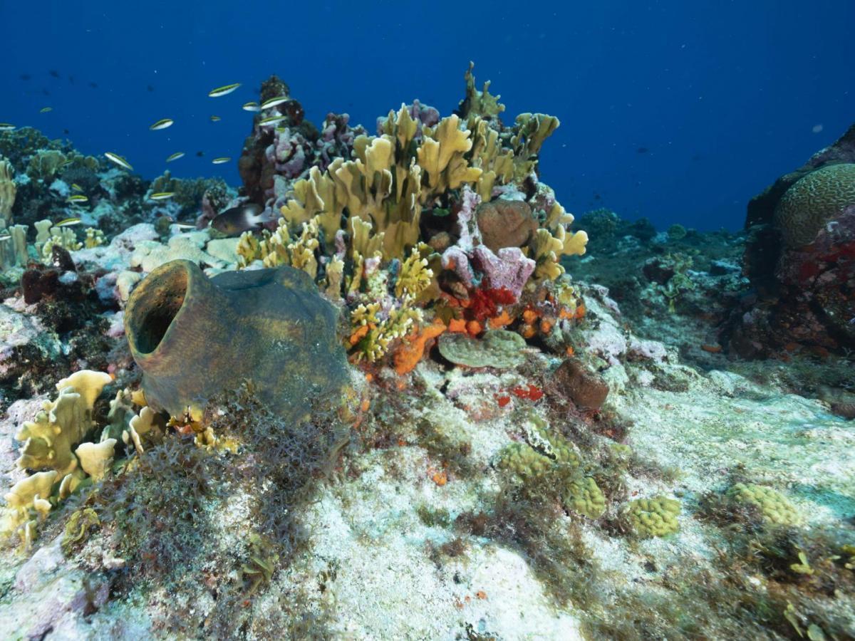Protección de los corales en San Andrés