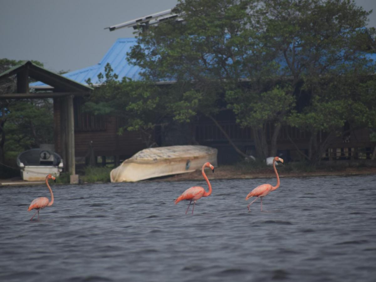 Avistamiento de aves en La Guajira | biodiversidad de Colombia