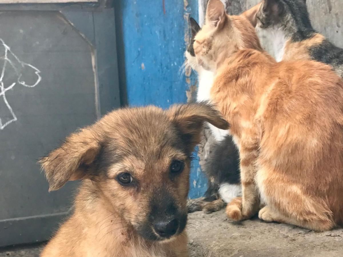 De vender dulces a salvar perros y gatos. El milagro de "Huellitas Callejeras" en Barranquilla
