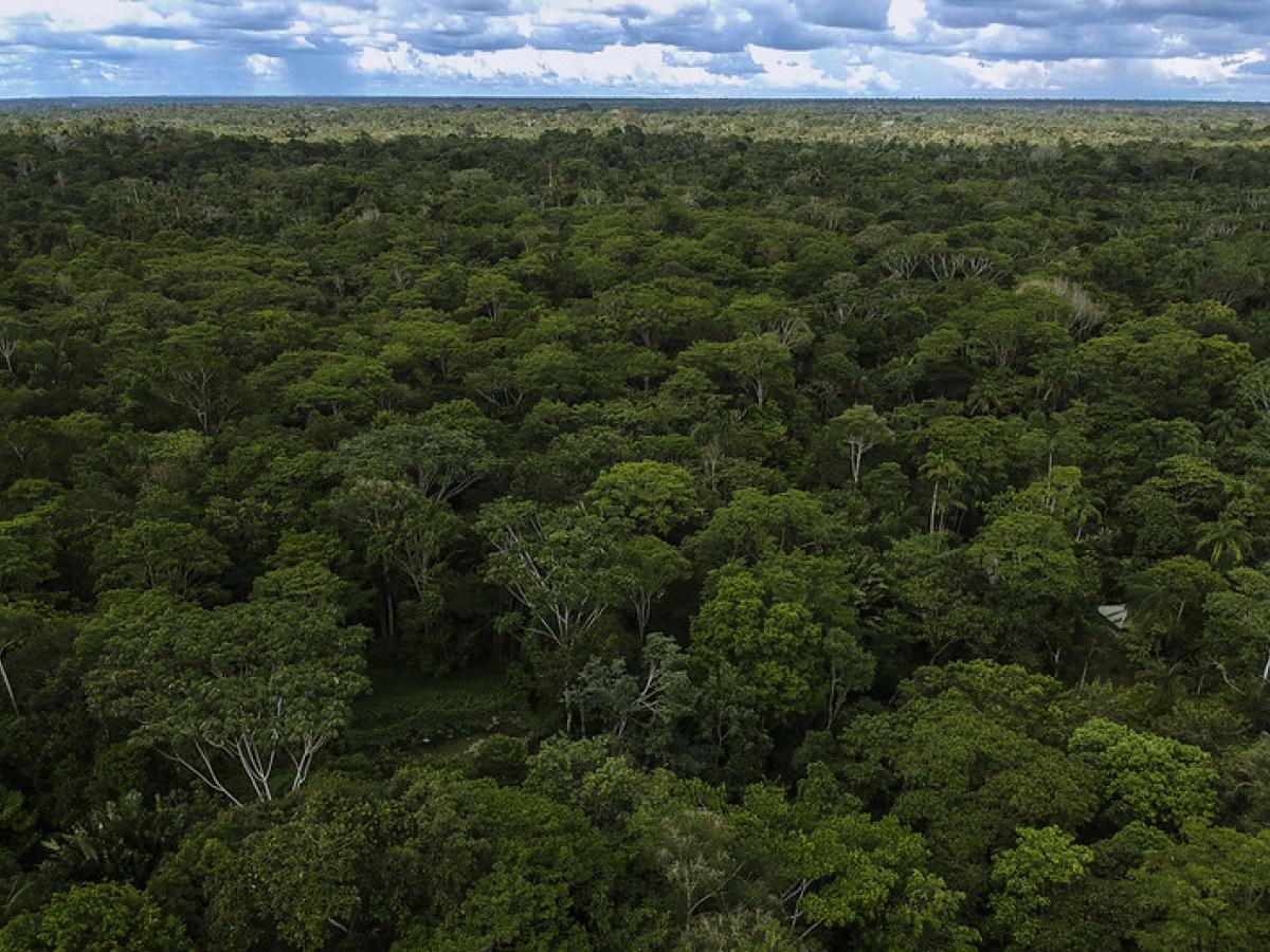 COP30 en Belém 2025: fondo histórico para proteger bosques 