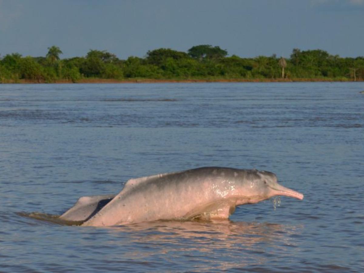 Toninas o delfines rosados del Amazona en peligro 