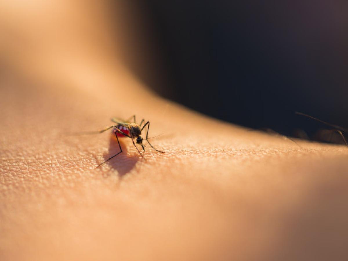 Riesgo de dengue, chikunguña y zika aumenta con las lluvias en el país