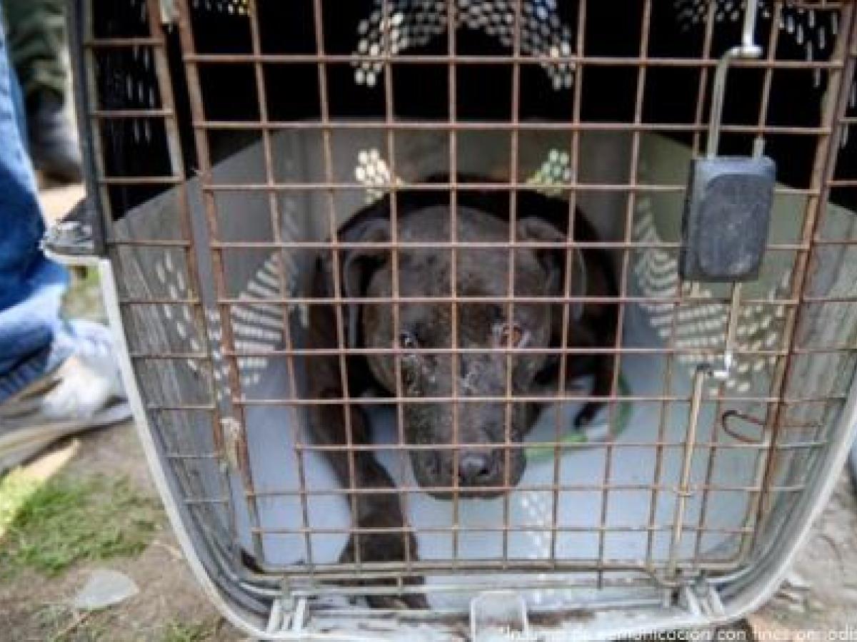 Red internacional de peleas de perros en Cundinamarca