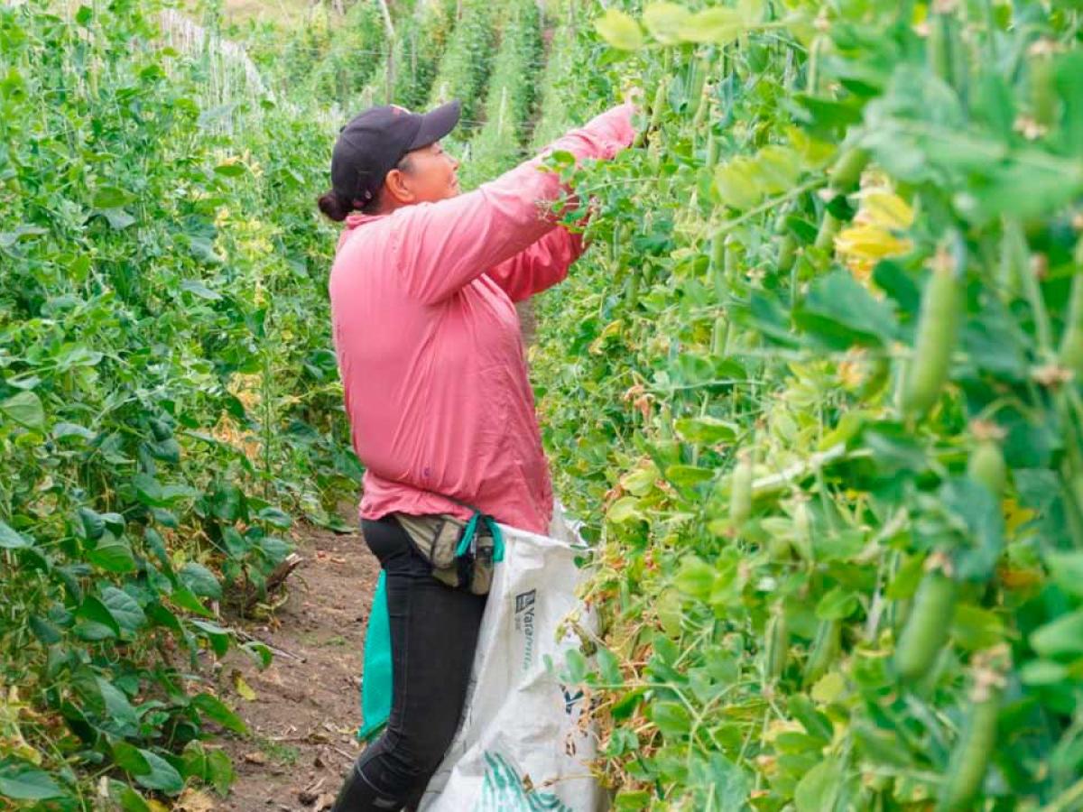Disminución pobreza rural Colombia DANE