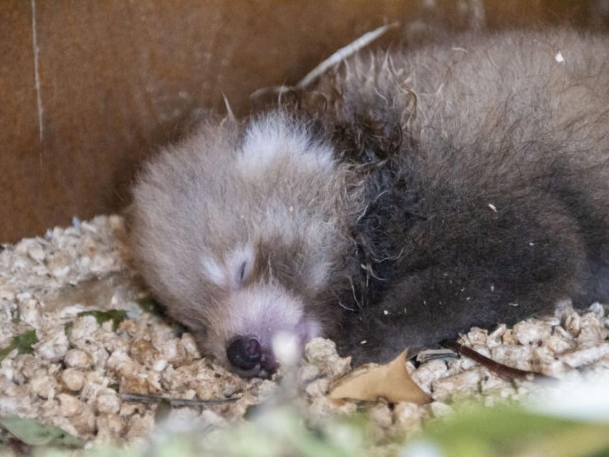 Nació una cría de panda rojo, especie en vía de extinción
