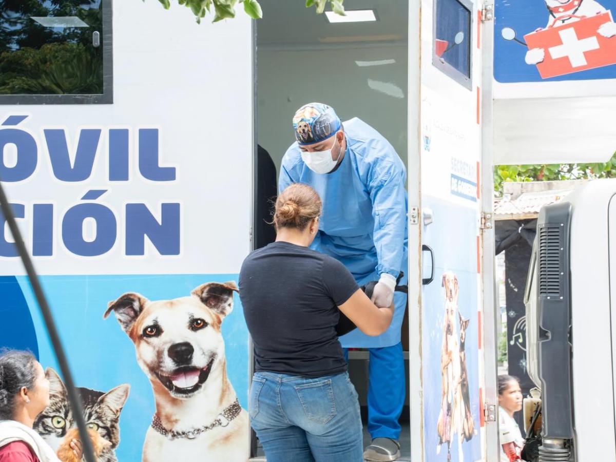 Santa Marta lanza jornada masiva de esterilización de perros y gatos