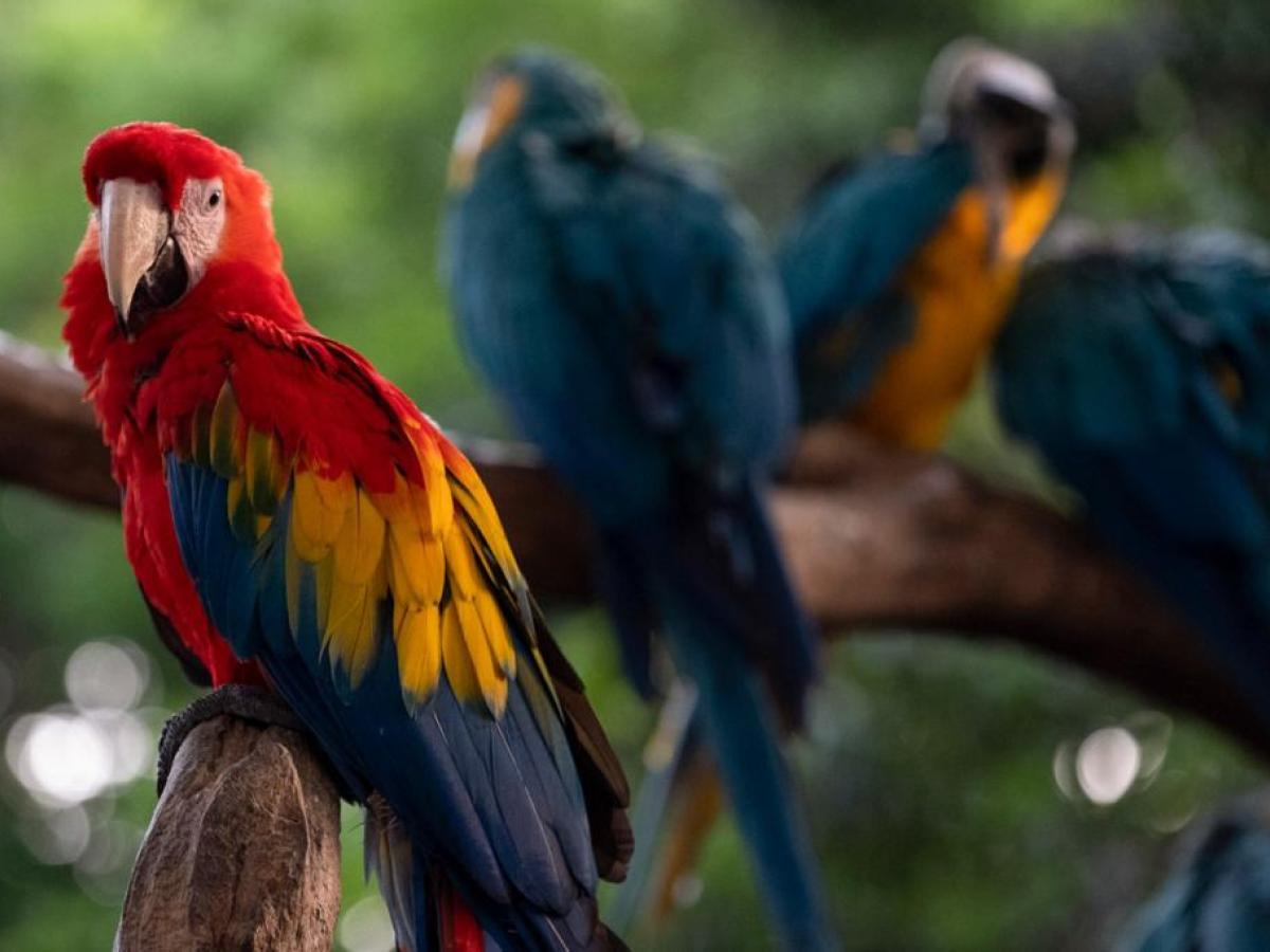 El mundo avanza en la protección de la diversidad biológica tras la COP16 celebrada en Cali