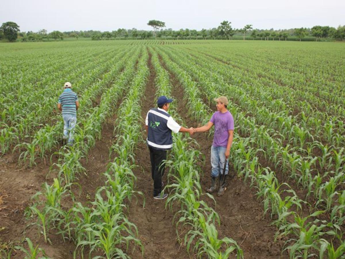 Empleo rural en 2025: 4,8 millones de personas ocupadas